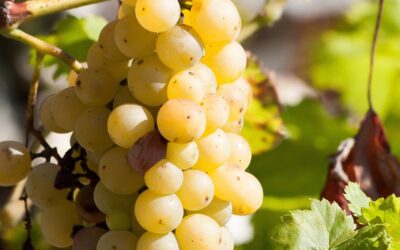 Vendanges 2024